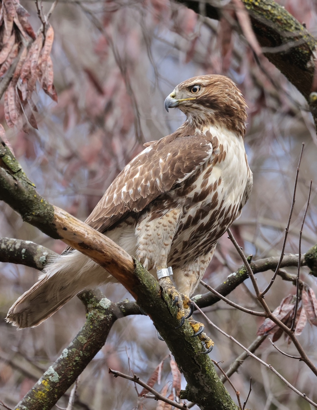 bird in tree